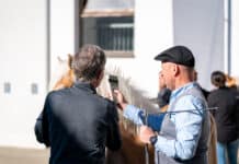 Tradition trifft Innovation: Haflingerzucht setzt Thermochips ein