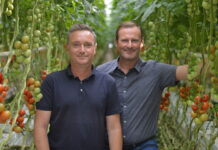 Original Marchfelder: Österreichs größter Tomatenproduzent