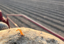 Erdäpfelernte 2024: Drahtwurm schädigt Erdäpfel massiv