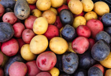 Tag des Erdapfels: Bäuerinnen zeigen den Wert der Knolle