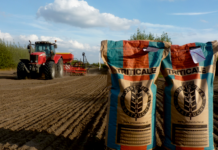 Erfolgreicher Triticaleanbau mit SU LAURENTIUS