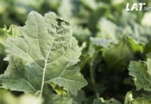 LAT Nitrogen Produkte für eine perfekte Rapsdüngung