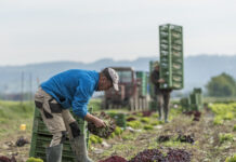 Drohendes Aus für heimisches Obst und Gemüse verhindern