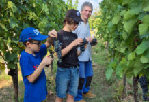 Frühe Lese, gute Qualität und geringe Menge