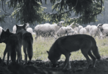 Wölfe sind bald nicht mehr „streng“ geschützt