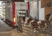 Tiertransportverordnung verschärft