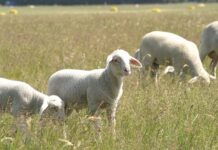 Blauzungenkrankheit in Vorarlberg bestätigt