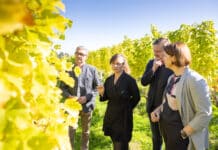 Weinjahr: Geringere Mengen, hohe Qualitäten