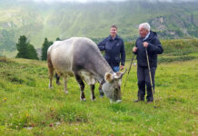 Persönlichkeit der Tiroler Grauvieh- und Haflingerzucht: Trauer um Erich Scheiber
