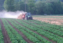 Gelockerte N-Sperrfristen bei Gemüse und Blühkulturen