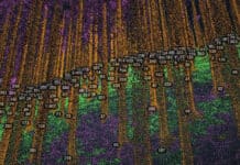 Waldinventur: Der Wald am digitalen Röntgenschirm