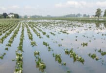 Rübenkampagne unter schwierigen Bedingungen