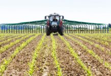 Weniger Stickstoff im Schweinefutter schont die Umwelt und zahlt sich aus