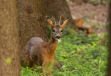 Wildschadensbericht: Das Verbissproblem bleibt auf der Tagesordnung