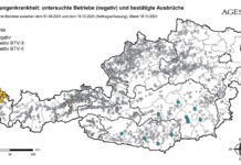 Blauzungenkrankheit: Jetzt den Impfstoffbedarf anmelden