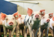 OÖ-Schweinetag: ASP und Fundamentgesundheit im Mittelpunkt