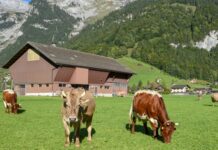 EU-Milchbauern produzieren kosteneffizienter