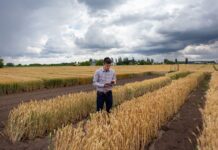 Schweizer Forscher starten Feldversuch mit GVO-Weizen