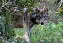 Bauernbund erzwingt EU-Lösung für Wolfsproblem