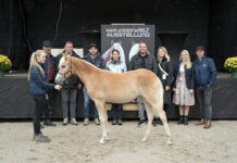 58. Stutfohlenauktion in Ebbs: Höchstpreis für Helene