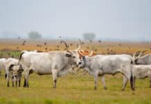 Gemeinsame Agrarpolitik nach 2027 braucht „Evolution statt Revolution“