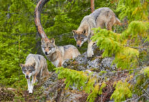 Mein gutes Recht: Trendwende im Umgang mit dem Wolf