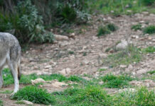 Niederösterreich erleichtert den Abschuss des Wolfs