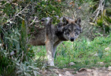 Bauernbund erzwingt EU-Lösung für Wolfsproblem