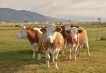 Europas Milchviehherden schrumpfen