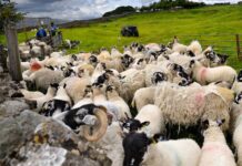 Unterstützung für Frankreichs blauzungengeplagte Bauern