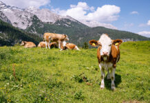 Almbilanz des Landes Tirol: 118 tote Nutztiere durch Beutegreifer