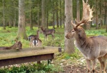 Eine „wilde“ Alternative für bäuerliche Direktvermarkter