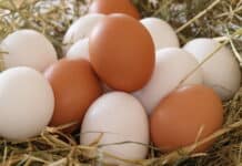 Österreicher kaufen mehr Eier