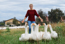 Gans auf der Weide bringt ganz viel Genuss