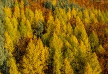 EU-Entwaldungsverordnung verschoben, Tiroler Forstwirtschaft fordert Praxisnähe