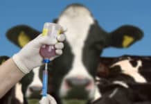 Neue Blauzungen-Variante in den Niederlanden