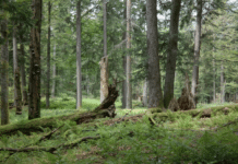 3 Jahre “Trittsteinbiotope”