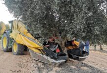 Spanien erwartet gute Olivenernte