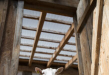 Der Oktober gehört den Ziegen: Fleischgenuss kennenlernen