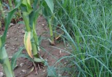 Einstieg in Öpul-Maßnahmen: Am 32. Dezember ist es zu spät