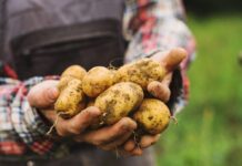 Kartoffeltag: Das Pflanzgut bringt den Erfolg