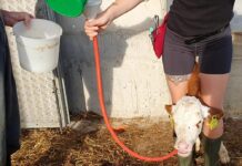 Kälberaufzucht: Kolostrum aus der eigenen Herde ist am besten