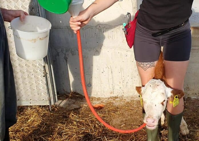 2445 W01 Kol Drench Kritzinger Vetinfo