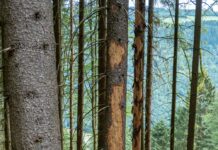 Borkenkäfer: Jetzt die Winterquartiere eliminieren