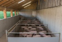 Investförderung für Stallbau Schwein deutlich verbessert