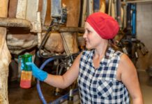 Melkhygiene: Erst kommt das Tuch, dann der Dipp