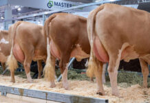 Rinderzucht Austria: Wintertraum-Töchter überzeugten auf der EuroTier