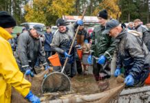 Waldviertler Abfischfest: Arbeit am Fischteich hautnah erleben