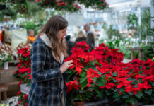 Start der Weihnachtsstern-Saison in den Gärtnereien