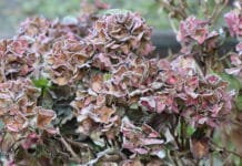 So kommt der Garten gut durch die kalte Jahreszeit